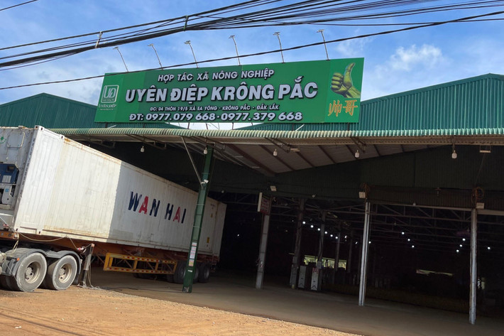 Cơ sở Hợp tác xã Nông nghiệp Uyên Điệp Krông Pắc dán mã số vùng trồng tỉnh Gia Lai và mã số đóng gói TP. Hồ Chí Minh Nhức nhối doanh nghiệp sầu riêng Đắk Lắk dán mã đóng gói sầu riêng TP. HCM để xuất khẩu -1