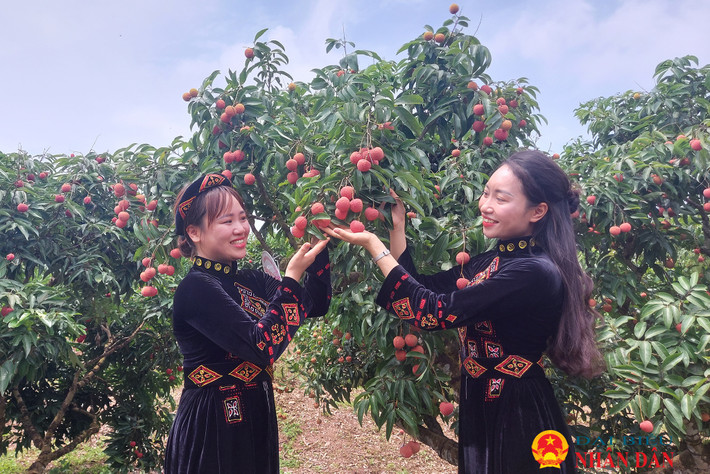 Đặc biệt, chương trình du lịch năm nay, du khách đến với Lục Ngạn được tham quan, trải nghiệm, tự tay hái vải tại vườn... Bắc Giang: Sôi động cuộc thi hái và bó vải ở Lục Ngạn