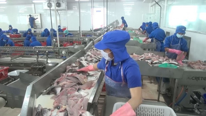 Xây dựng chuỗi cung ứng để nâng cao hình ảnh cá tra Việt Nam. Nguồn: ITN Xây dựng chuỗi cung ứng để nâng cao hình ảnh cá tra Việt Nam