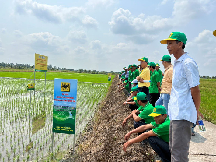 Mô hình canh tác lúa thông minh thích ứng biến đổi khí hậu của Công ty Cổ phần phân bón Bình Điền. Ảnh: ITN Kỹ thuật sạ khô kết hợp phân bón Đầu Trâu trong canh tác lúa vụ mùa -0