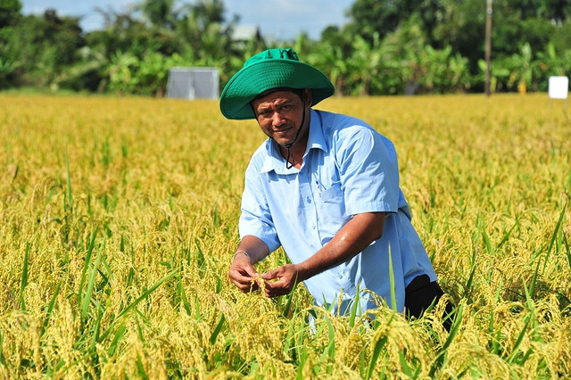 Trồng lúa thông minh cùng phân bón Đầu Trâu ảnh 1 Lần đầu tiên tham gia mô hình canh tác lúa thông minh thích ứng với biến đổi khí hậu, ông Phạm Thanh Ca nhận thấy lợi ích vượt trội. Nguồn: ITN