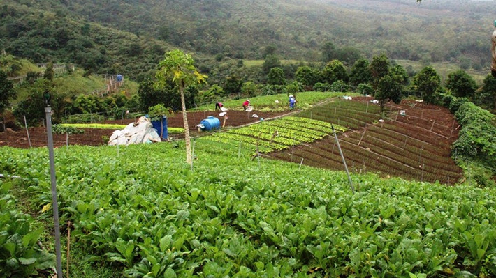 Mô hình trồng rau hữu cơ tại trang trại Hoa Viên, huyện Thạch Thất Mô hình trồng rau hữu cơ tại trang trại Hoa Viên, huyện Thạch Thất