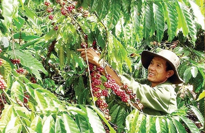 Cà phê là cây chủ lực của ngành nông nghiệp Đắk Nông Đắk Nông đầu tư cho cây giống nhóm cây trồng chủ lực -0