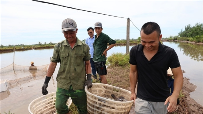 Người dân Khu vục Cồn Xanh thu hoạch thủy sản để bàn giao mặt bằng cho chính quyền. Ảnh: T. Dũng Người dân Khu vục Cồn Xanh thu hoạch thủy sản để bàn giao mặt bằng cho chính quyền. Ảnh: T. Dũng
