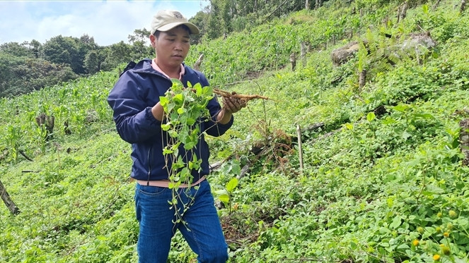 200% hộ dân xã Ch’ơm, huyện Tây Giang, tham gia trồng cây đẳng sâm. Ảnh: H.Liên 200% hộ dân xã Ch’ơm, huyện Tây Giang, tham gia trồng cây đẳng sâm. Ảnh: H.Liên