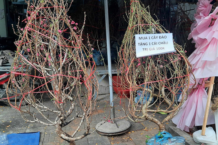 Hoa đào từ các tỉnh phía Bắc cũng được đưa vào bán tại TP. Hồ Chí Minh. Những cây đào thế này được bán với giá trên 1 triệu đồng/ cây. Ảnh: Quang Phương. Hàng trăm loại hoa từ các tỉnh tập kết về TP. Hồ Chí Minh cùng khoe sắc dịp Tết Giáp Thìn 2024 -0