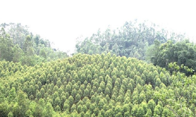 Những cánh rừng mang lại no ấm cho người dân Tuyên Quang. Ảnh: ITN No ấm từ những cánh rừng -0