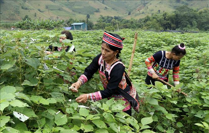 Khát vọng phát triển và bình đẳng cho phụ nữ dân tộc thiểu số. Ảnh: TTXVN Khát vọng phát triển và bình đẳng cho phụ nữ dân tộc thiểu số - Ảnh: TTXVN