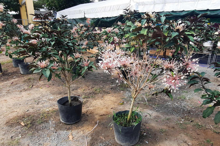 Hoa thiên phúc có giá bán từ 400 - 500 nghìn đồng/chậu/cây (tùy cây lớn, nhỏ, hoa nhiều, hoa ít). Ảnh: Quang Phương. Hàng trăm loại hoa từ các tỉnh tập kết về TP. Hồ Chí Minh cùng khoe sắc dịp Tết Giáp Thìn 2024 -0