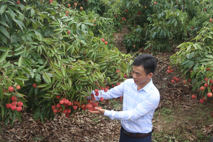Cán bộ phòng nông nghiệp huyện Thanh Hà kiểm tra chất lượng quả vải Cán bộ phòng nông nghiệp huyện Thanh Hà kiểm tra chất lượng quả vải