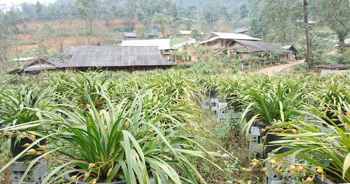 Làm giàu từ cây hoa địa lan ảnh 2 Vườn hoa địa lan xã Sin Suối Hồ, huyện Phong Thổ, Lai Châu. Ảnh: dulich.laichau.gov