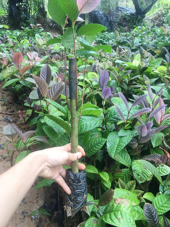 Giống cây ba kích được ươm và trồng tại núi rừng Tây Giang, Quảng Nam Giống cây ba kích được ươm và trồng tại núi rừng Tây Giang, Quảng Nam