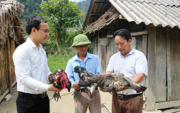 Nuôi Gà đen – hướng thoát nghèo của người Mông Kỳ Sơn. Ảnh: A. Yên Ảnh 2: Nuôi Gà đen – hướng thoát nghèo của người Mông Kỳ Sơn. Ảnh: A. Yên