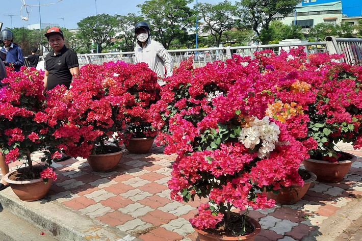 Hoa giấy khoe sắc rực rỡ tại Bến Bình Đông (Q.8). Ảnh: Quang Phương. Hàng trăm loại hoa từ các tỉnh tập kết về TP. Hồ Chí Minh cùng khoe sắc dịp Tết Giáp Thìn 2024 -0