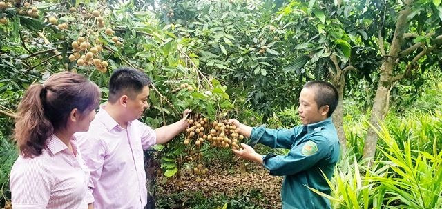 Vốn chính sách góp phần phủ xanh cao nguyên Mộc Châu. Ảnh: Minh Uyên Đổi thay Sơn La -0