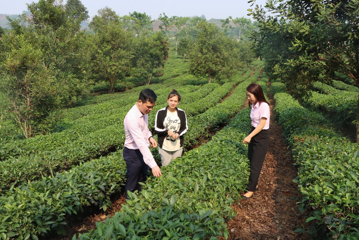 Nguồn vốn đã giúp anh Lý A Dính ở xã Mường Lèo, Sốp Cộp thoát nghèo. Ảnh: Minh Uyên Đổi thay Sơn La -0
