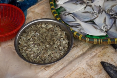 Thông thường, tiểu thương Hải Phòng chỉ mang ra chợ bán trên dưới 2kg hà đá Hà đá: Món quà đặc biệt của biển mùa Xuân -0