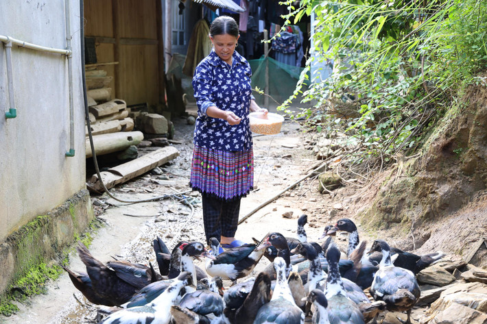 Đổi thay tích cực nhờ vốn vay không lãi suất cho phụ nữ khó khăn tại Lào Cai ảnh 1 Nguồn vốn vay không lãi suất mang đến nguồn lực phát triển kinh tế cho phụ nữ dân tộc thiểu số.