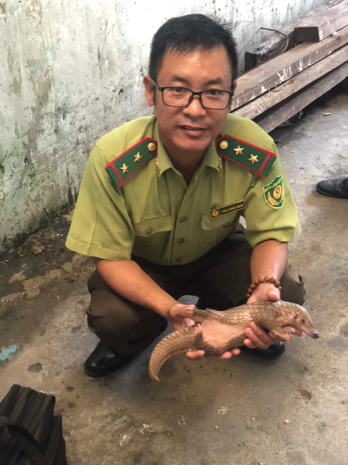Cá thể tê tê Cá thể tê tê