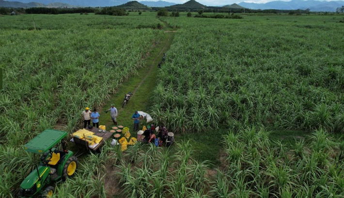 Sự hợp tác giữa PVFCCo và TTC AgriS góp phần mang đến những vụ mía bội thu. Ảnh: PVFCCo NPK Phú Mỹ gắn kết
