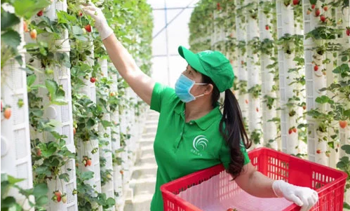 Thu hoạch nông sản là một trong những công việc mà Úc cần nhiều lao động nước ngoài (ITN) Cơ hội cho 1000 lao động ngành nông nghiệp làm việc tại Úc -0