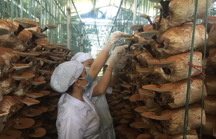 Trung bình mỗi năm, HTX sản xuất và kinh doanh nấm Đức Nhuận đạt doanh thu hơn 3,5 tỷ đồng. Ảnh: Đồng Xuân Nhiều mô hình hợp tác xã liên kết sản xuất theo chuỗi giá trị hàng hoá -0