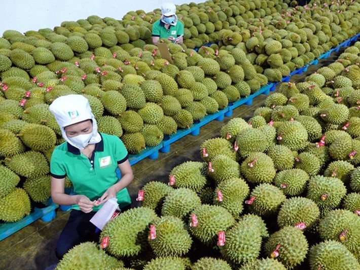 Xuất khẩu sầu riêng sang Trung Quốc năm 2024 có thể chạm mốc 3,5 tỷ USD. Nguồn: ITN. Tin vui xuất khẩu nông sản sang Trung Quốc -0