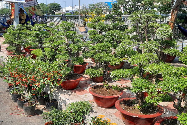 Hoa Mai Chiếu thủy được bày bán tại Bến Bình Đông (Q.8). Ảnh: Quang Phương. Hàng trăm loại hoa từ các tỉnh tập kết về TP. Hồ Chí Minh cùng khoe sắc dịp Tết Giáp Thìn 2024 -0