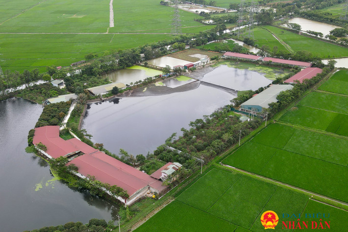 Trại lợn xả thải gây ô nhiễm nằm cách trung tâm khu dân cư khoảng 1km. Hà Nội: Người dân “kêu trời” vì trại lợn xả thải gây ô nhiễm môi trường
