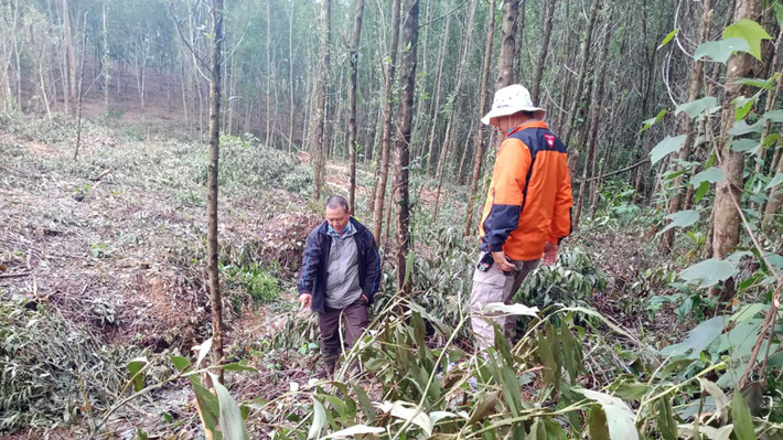 Ông Khiêm chỉ vị trí nơi ông phát hiện quả bom trên rừng tràm của mình ở thị trấn Bến Quan, Vĩnh Linh. Nguồn: RENEW Ông Khiêm chỉ vị trí nơi ông phát hiện quả bom trên rừng tràm của mình ở thị trấn Bến Quan, Vĩnh Linh. Nguồn: RENEW