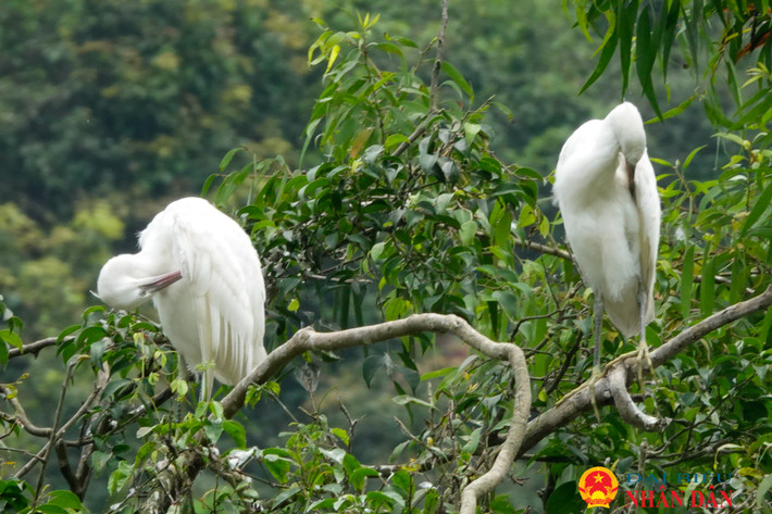 Hơn 12h trưa, sau buổi đi kiếm ăn, những chú cò trắng bắt đầu trở về tổ, đứng rỉa lông, rỉa cánh, cọ mỏ... Ninh Bình: Lạc vào xứ sở các loài chim ở Thung NhamNinh Bình: Lạc vào xứ sở các loài chim ở Thung Nham