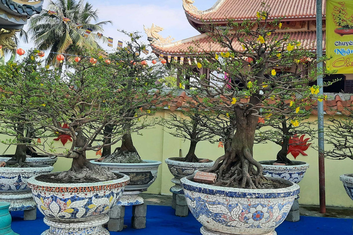 Hoa mai được bày bán trên đường Phạm Văn Đồng, TP Thủ Đức. Ảnh: Quang Phương. Hàng trăm loại hoa từ các tỉnh tập kết về TP. Hồ Chí Minh cùng khoe sắc dịp Tết Giáp Thìn 2024 -0