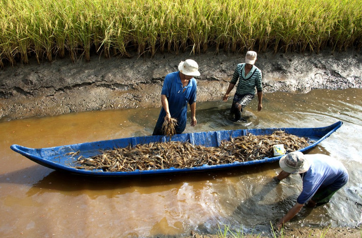 Tỉnh Thanh Hoá có hơn 800 HTX hoạt động trong lĩnh vực nông nghiệp. Nguồn: ITN Thanh Hoá: Nâng cao hiệu quả hoạt động sản xuất của hợp tác xã nông nghiệp -0