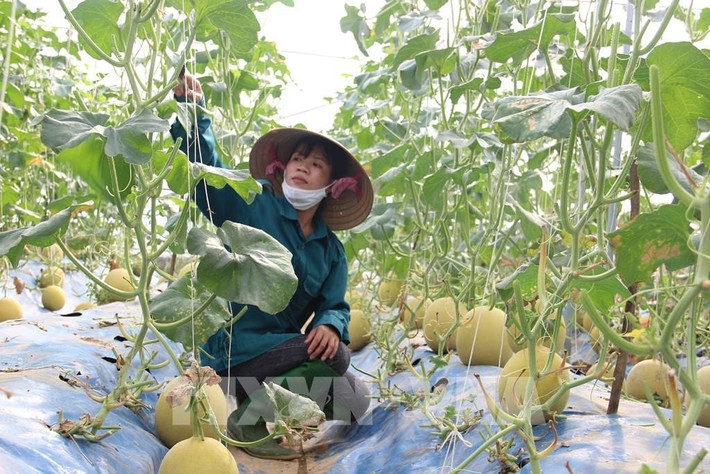 Ứng dụng công nghệ cao trong trồng dưa lưới đem lại sản phẩm chất lượng, bảo đảm an toàn Nguồn: TTXVN Ứng dụng công nghệ cao trong trồng dưa lưới đem lại sản phẩm chất lượng, bảo đảm an toàn Nguồn: TTXVN