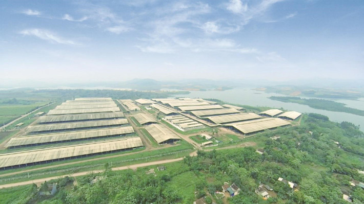 Một góc trang trại tại “thủ phủ” bò sữa của Tập đoàn TH tại Nghĩa Đàn – Nghệ An. Ảnh: TH Phía sau những ly sữa tươi sạch -0