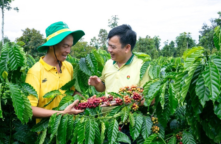 PVCFC triển khai các chương trình sử dụng phân bón tiết kiệm, hiệu quả góp phần bảo vệ môi trường. Ảnh: PVCFC PVCFC triển khai các chương trình sử dụng phân bón tiết kiệm, hiệu quả góp phần bảo vệ môi trường. Ảnh: PVCFC