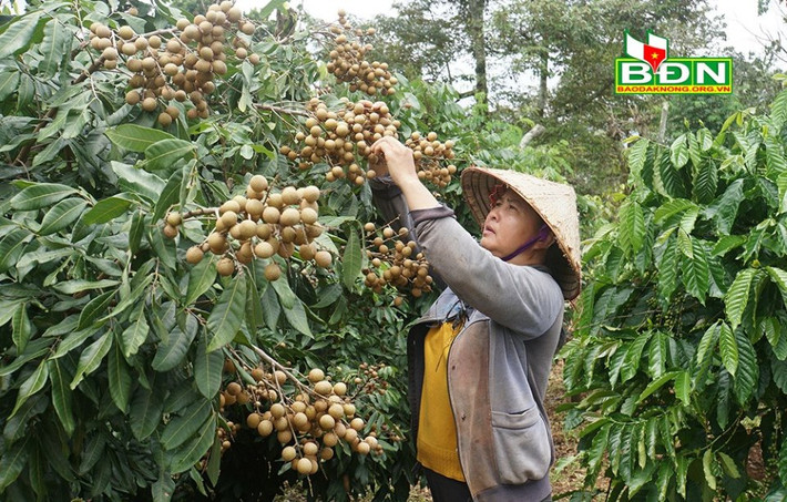 Nhãn Hương Chi được trồng xen trong vườn cà phê, cho hiệu quả kinh tế cao. Nguồn: baodaknong.org.vn Nhãn Hương Chi được trồng xen trong vườn cà phê, cho hiệu quả kinh tế cao - Nguồn: http://baodaknong.org.vn/