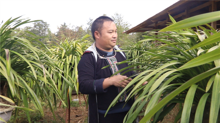 Làm giàu từ cây hoa địa lan ảnh 1 Anh Vàng A Dủng, thôn Sín Chải, xã Hoàng Liên, Sa Pa, chăm sóc vườn cây hoa địa lan. Ảnh: NVCC