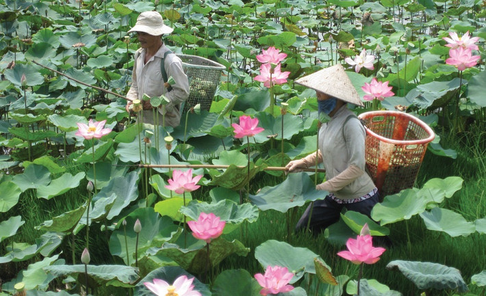 Liên kết chuỗi giá trị cây sen, nhiều HTX đã ký hợp đồng sản xuất và tiêu thụ sản phẩm với doanh nghiệp Hợp tác xã kinh doanh theo chuỗi giá trị giúp hình thành vùng sản xuất hàng hoá tập trung -0
