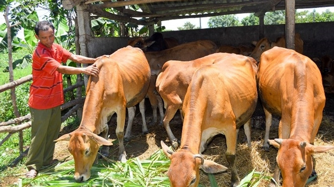 Chăn nuôi bò sinh sản giúp giảm nghèo bền vững. Nguồn: ITN Chăn nuôi bò sinh sản giúp giảm nghèo bền vững. Ảnh: ITN