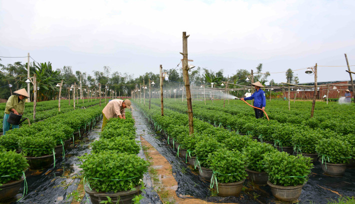 Nhiều mô hình hỗ trợ sinh kế được TP. Đà Nẵng triển khai. Nguồn: ITN Chi gần 500 tỷ đồng thực hiện chính sách trợ giúp xã hội và giảm nghèo -0