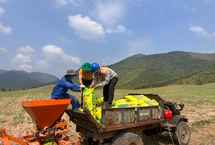 Các cánh đồng mía sử dụng phân bón Phú Mỹ theo hướng dẫn của các nhà khoa học, cán bộ kỹ thuật. Ảnh: PVFCCo NPK Phú Mỹ gắn kết