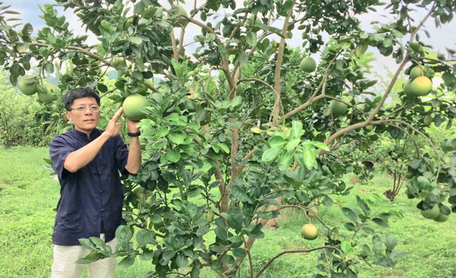 Nhờ nuôi ong mà các loại cây ăn quả trong vườn tăng khả năng thụ phấn, tạo nhiều quả. Nguồn: ITN Nhờ nuôi ong mà các loại cây ăn quả trong vườn tăng khả năng thụ phấn, tạo nhiều quả - Ảnh: ITN