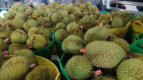 Sầu riêng ở Cai Lậy được gắn mác truy xuất nguồn gốc và được công nhận nhãn hiệu tập thế (năm 2019) Sầu riêng ở Cai Lậy được gắn mác truy xuất nguồn gốc và được công nhận nhãn hiệu tập thế (năm 2019)