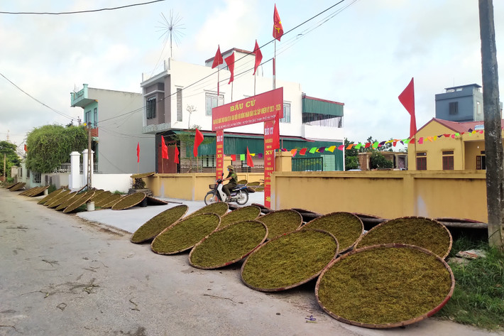 Khu vực bầu cử ở thôn 2, xã Tam Cường, huyện Vĩnh Bảo có 741 cử tri. Cuộc bầu cử diễn ra đúng vào thời điểm bà con bước vào vụ thu hoạch thuốc lào Khu vực bầu cử ở thôn 2, xã Tam Cường, huyện Vĩnh Bảo có 741 cử tri. Cuộc bầu cử diễn ra đúng vào thời điểm bà con bước vào vụ thu hoạch thuốc lào.