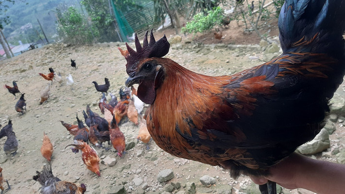 Khởi nghiệp với giống gà đen thuần chủng ảnh 2 Cách phân biệt giống gà đen Mông cần dựa vào đặc điểm của mào và mắt. Ảnh: NVCC