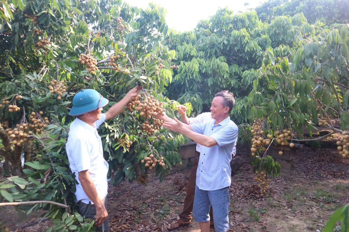 Người dân ở xã Lục Sơn phát triển kinh tế từ cây nhãn mang lại giá trị kinh tế cao Người dân ở xã Lục Sơn phát triển kinh tế từ cây nhãn mang lại giá trị kinh tế cao