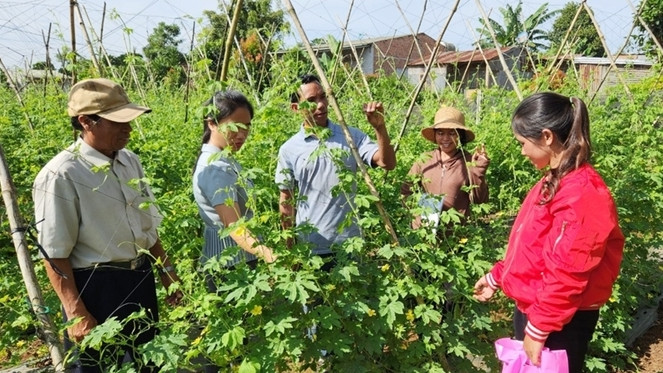 Lan tỏa tinh thần nông dân thi đua làm giàu ảnh 1 Gia Lai nhân rộng các mô hình phát triển kinh tế, vốn để nông dân sản xuất