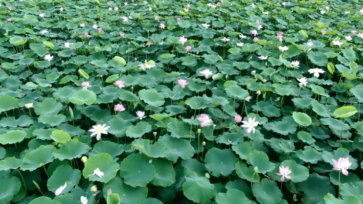 Ngắm những cánh đồng sen rực hồng tại Đồng Tháp ảnh 8 Tháng năm về, ngắm cánh đồng sen rực hồng tại Đồng Tháp -0