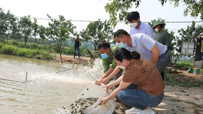 Các hộ dân ở xã Sài Sơn, huyện Quốc Oai được Trung tâm Khuyến nông Hà Nội hỗ trợ triển khai mô hình lúa – cá Ảnh: Bình Minh 3.jpeg